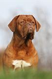 DOGUE DE BORDEAUX 189